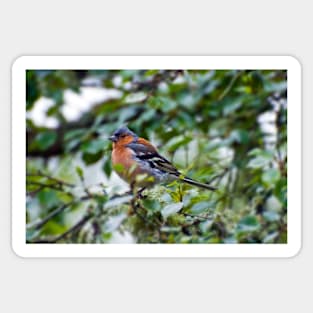 Little Chaffinch Sticker